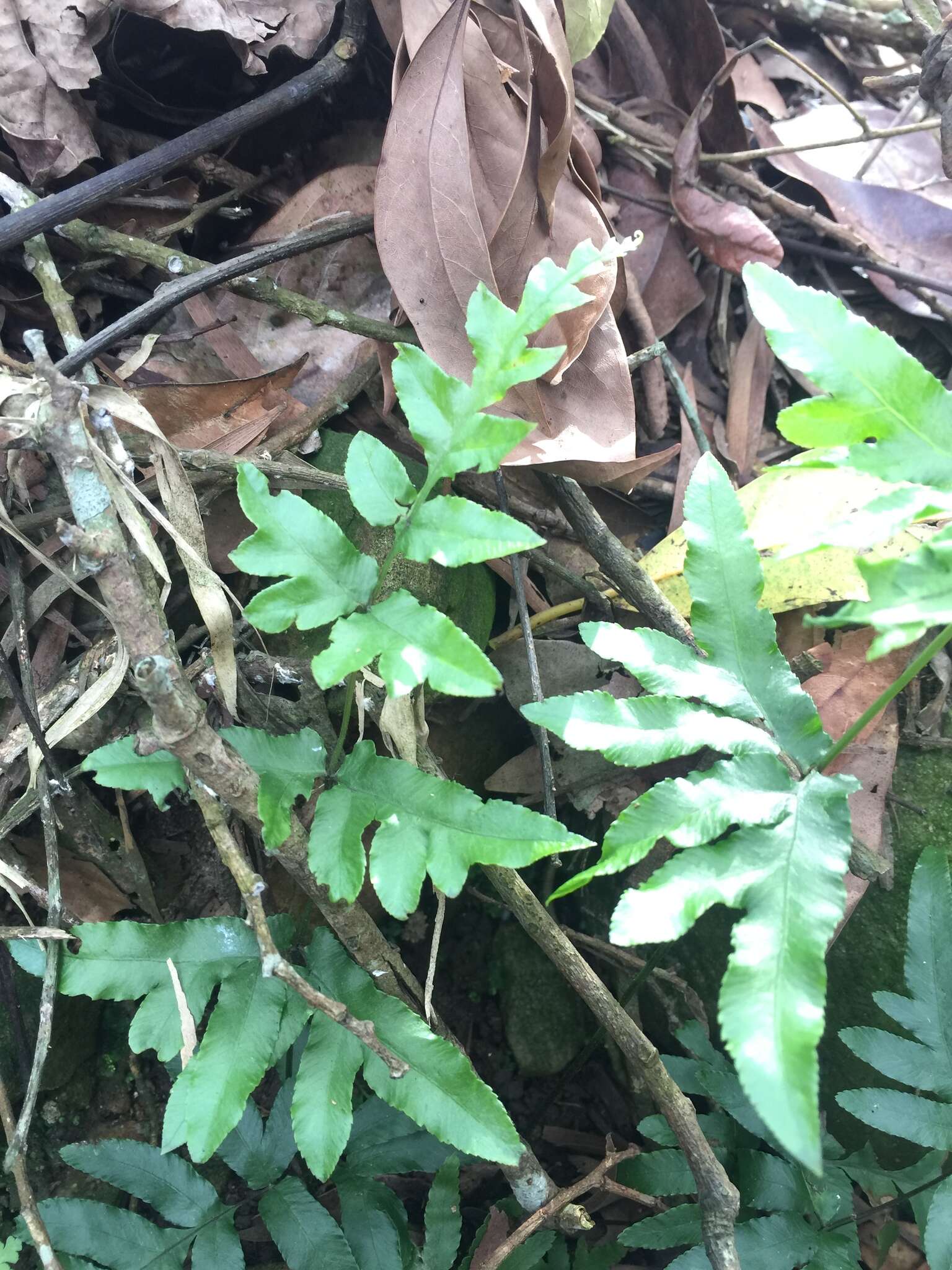 Image of Pteris semipinnata L.