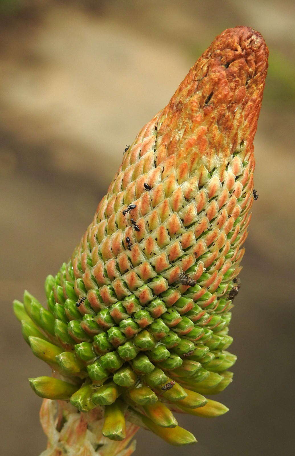 Image of Lepisiota capensis (Mayr 1862)