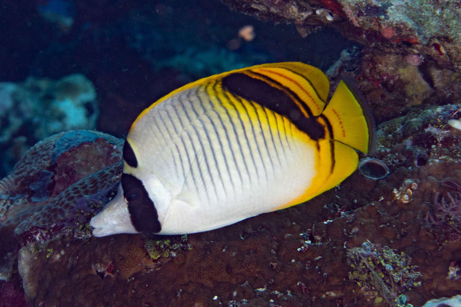 Image of Pig-face Butterflyfish