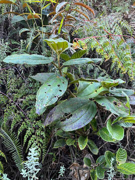 Слика од Dichaetanthera cordifolia Baker