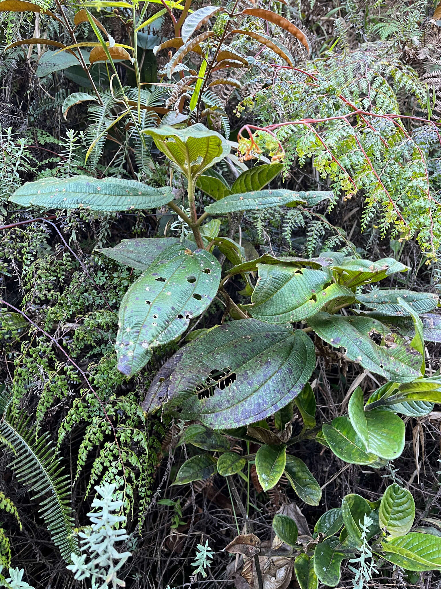 Image of Dichaetanthera cordifolia Baker