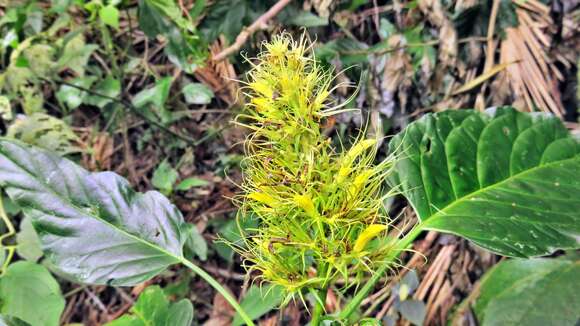 Schaueria calytricha (Hook.) A. L. A. Côrtes resmi