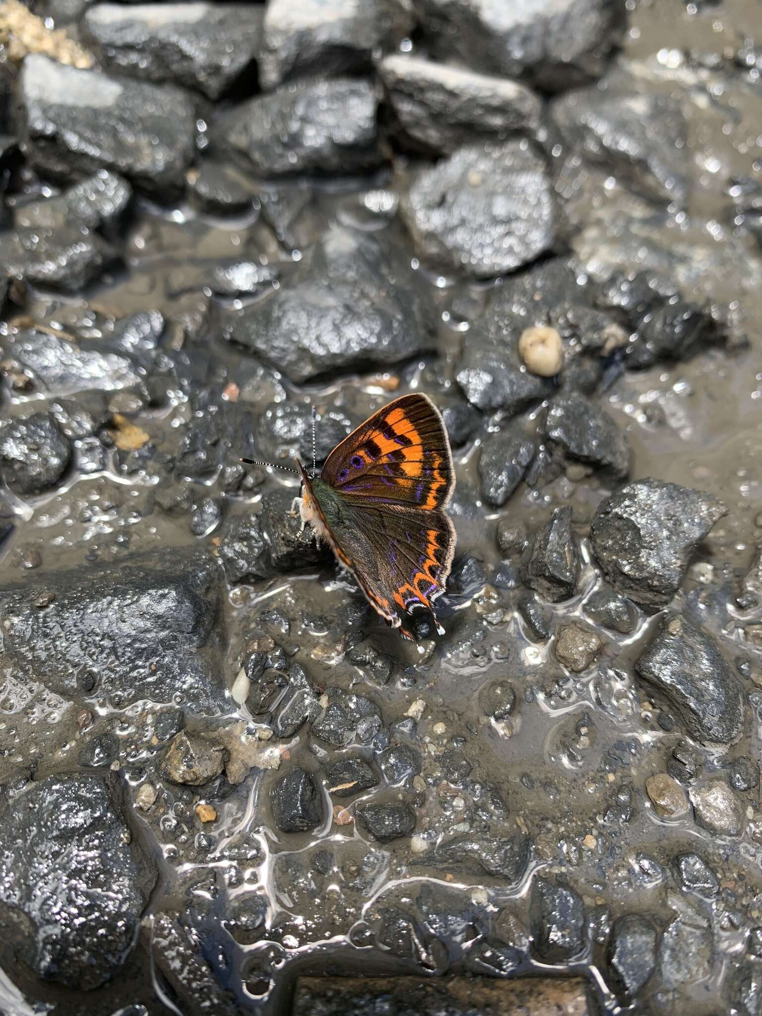 Image of Lycaena li (Oberthür 1886)