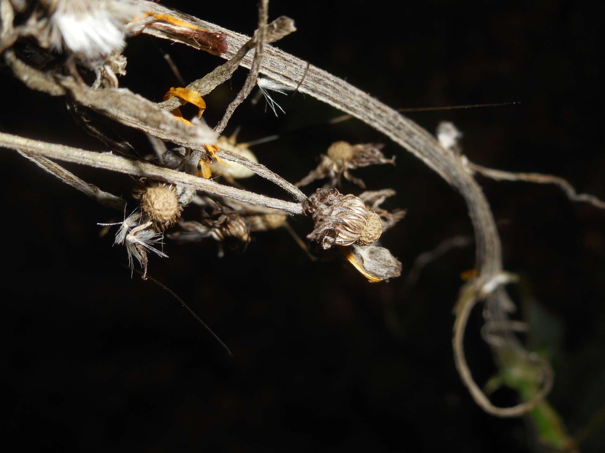 Image of Tephroseris longifolia subsp. brachychaeta Greuter