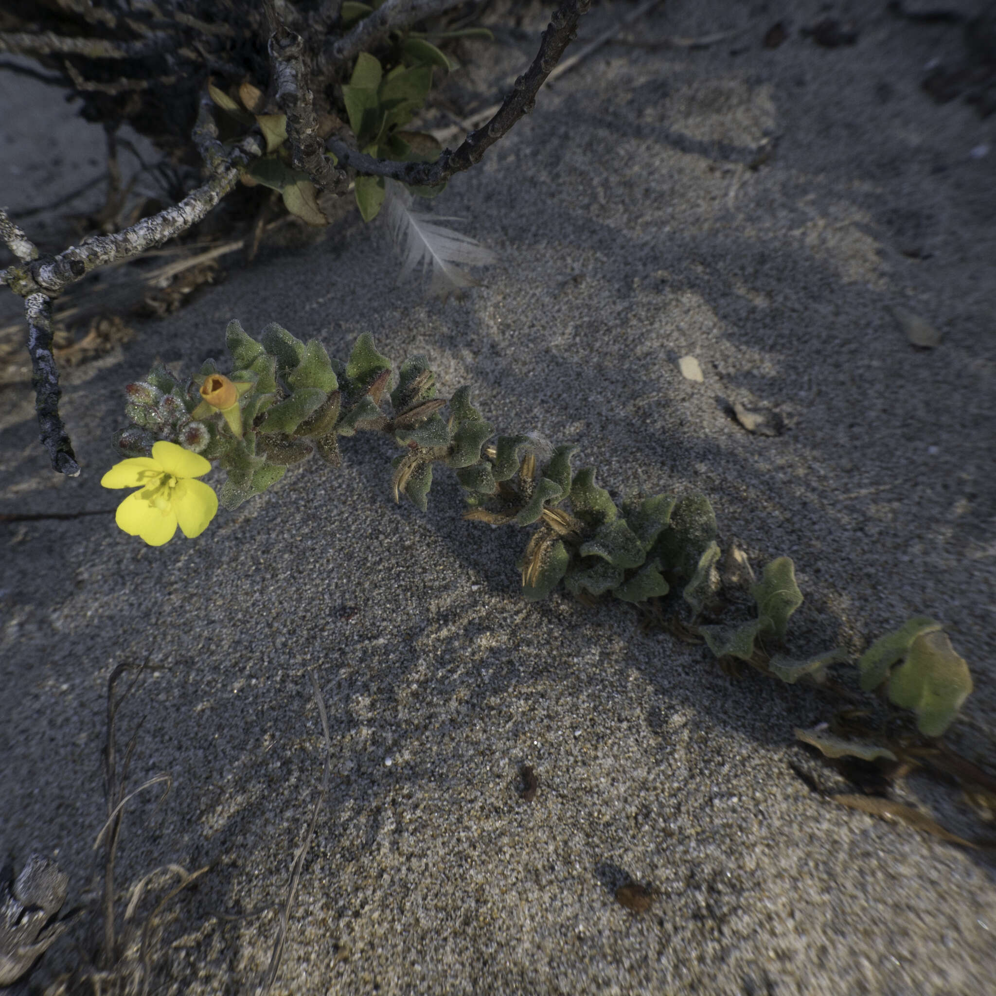 Image of beach suncup