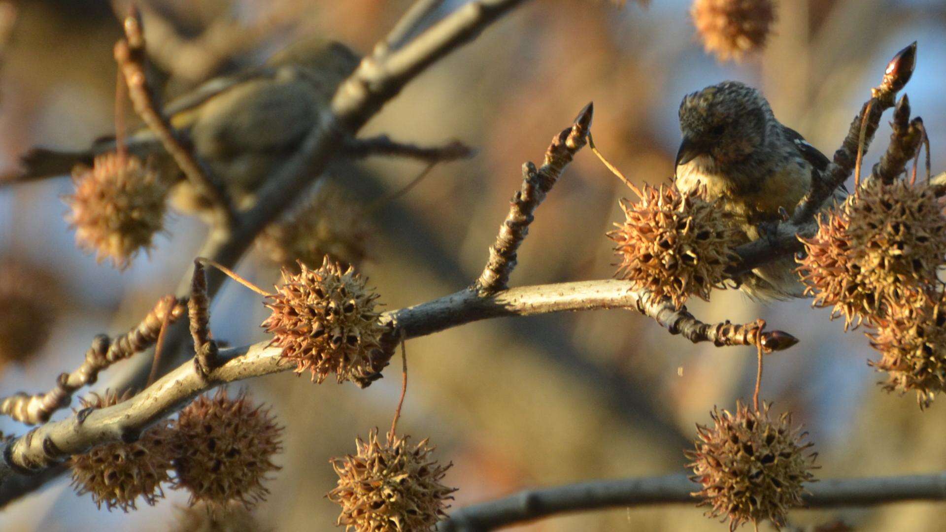 Image of Two-barred Crossbill