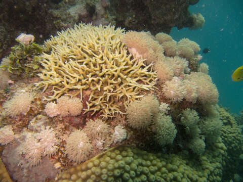 Image of hedgehog coral