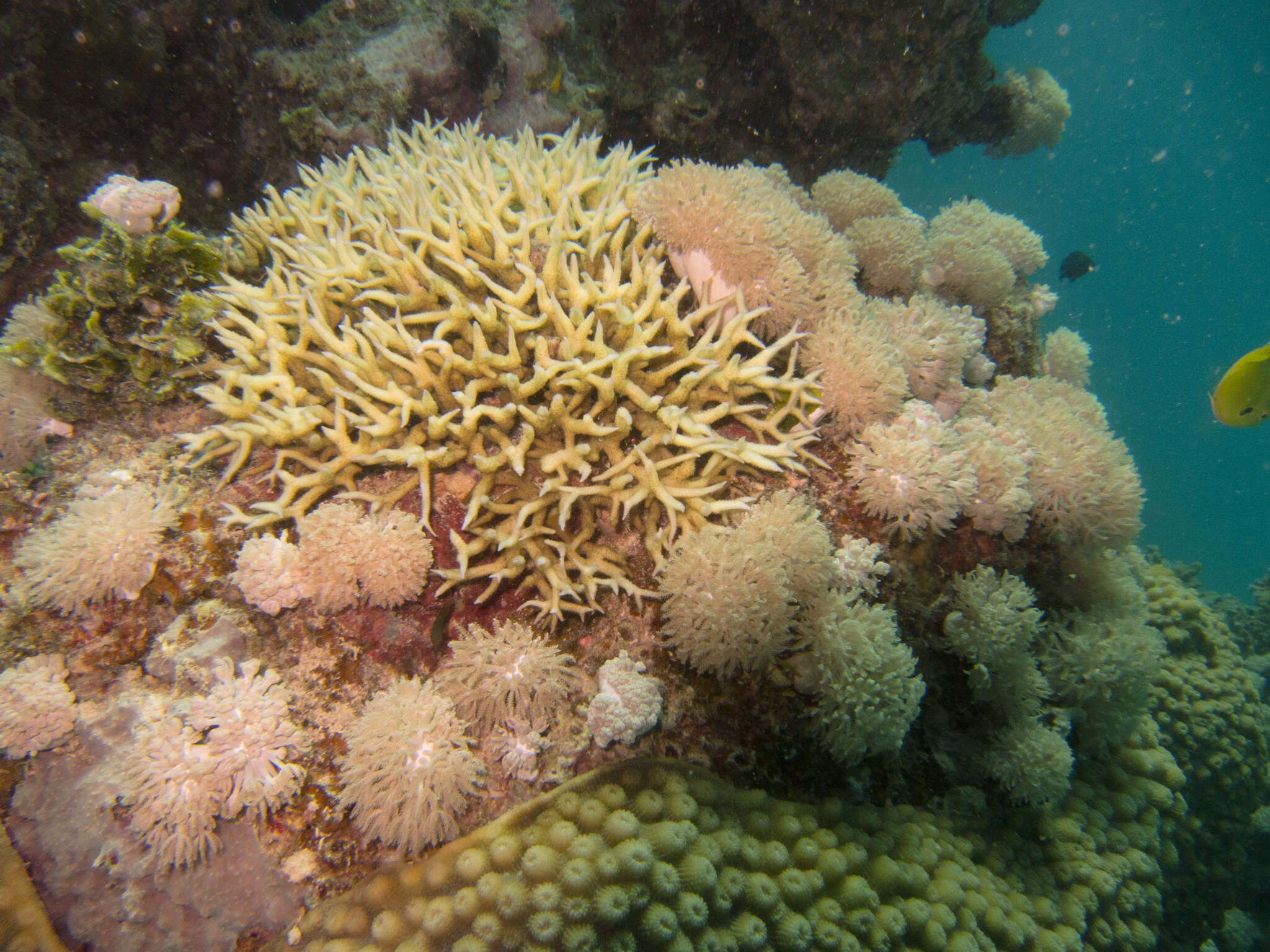 Image of hedgehog coral