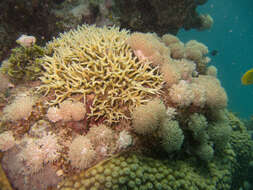 Image of Thin Birdsnest Coral