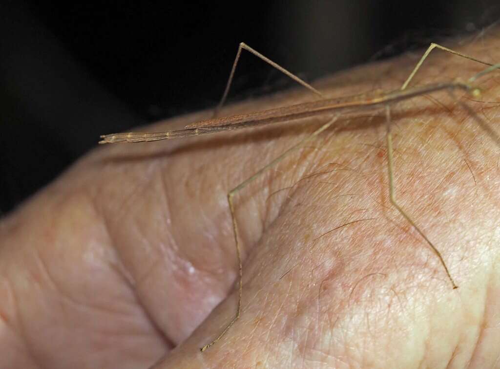 Image of Sipyloidea larryi Hasenpusch & Brock 2007