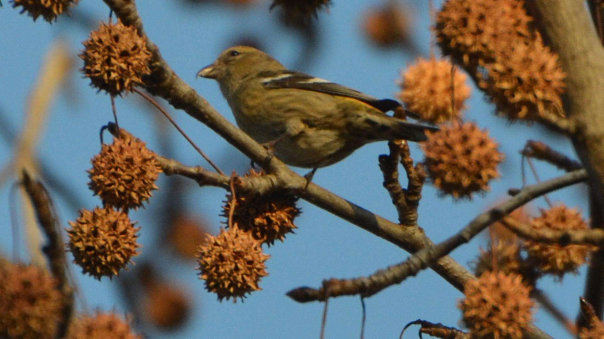 Image of Two-barred Crossbill