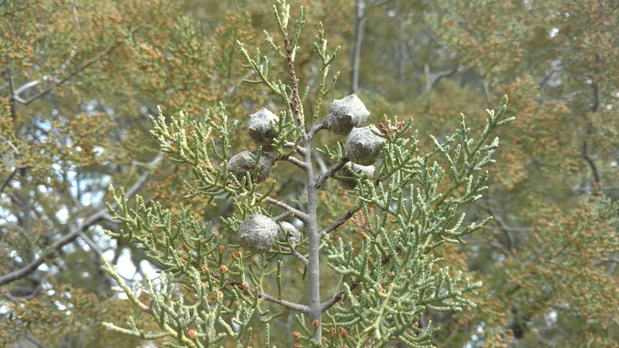 Cupressus arizonica var. stephensonii (C. B. Wolf) Little resmi