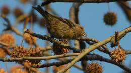 Image of Two-barred Crossbill