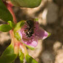 Image of Small carpenter bee