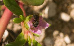 Image de Ceratina dentipes Friese 1914