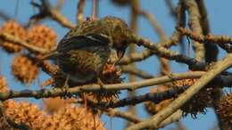 Image of Two-barred Crossbill