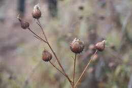 Слика од Ptilostemon chamaepeuce (L.) Less.