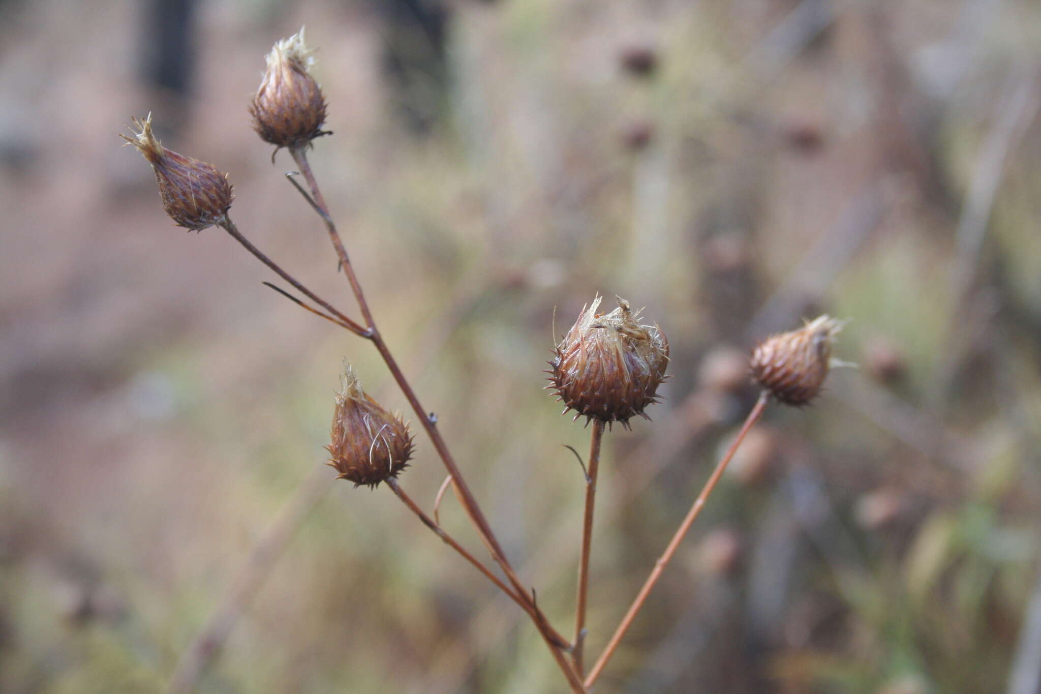 Image de Ptilostemon chamaepeuce (L.) Less.