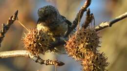 Image of Two-barred Crossbill