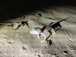 Image of Middle Eastern Short-fingered Gecko