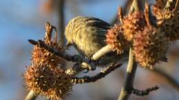 Image of Two-barred Crossbill