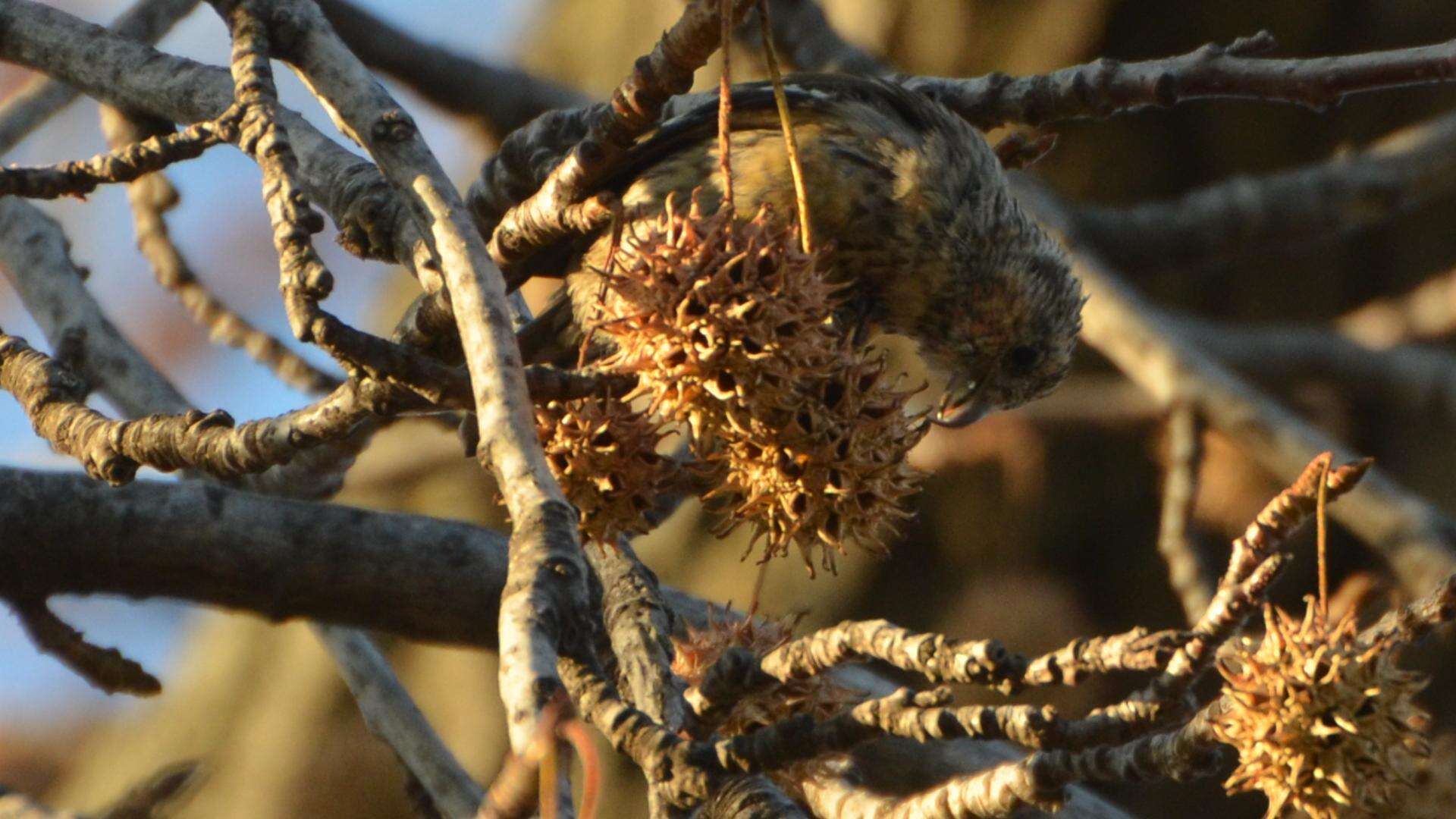 Image of Two-barred Crossbill