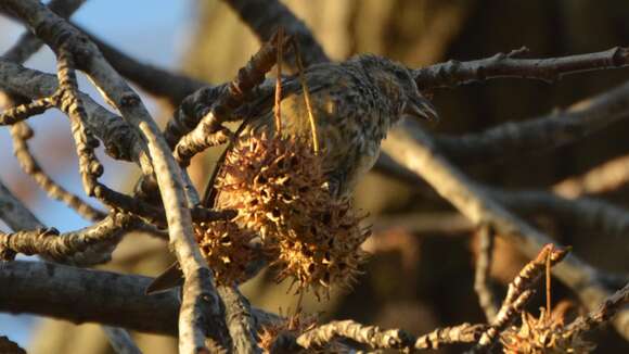 Image of Two-barred Crossbill