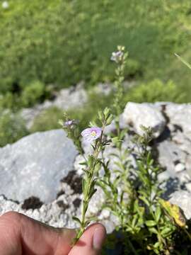 Sivun Veronica fruticulosa L. kuva