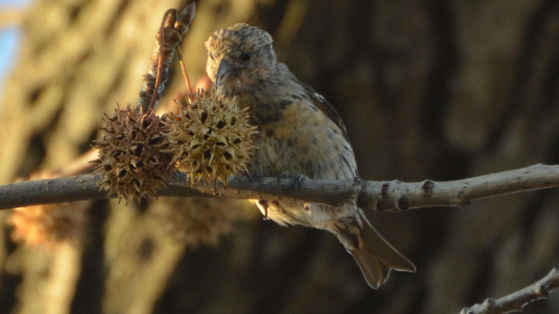 Image of Two-barred Crossbill