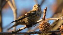 Image of Two-barred Crossbill