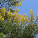 Senna multijuga subsp. doylei (Britton & Rose) H. S. Irwin & Barneby resmi