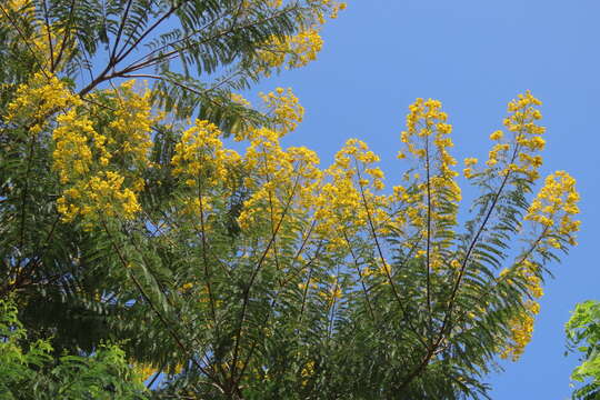 Image of Senna multijuga subsp. doylei (Britton & Rose) H. S. Irwin & Barneby