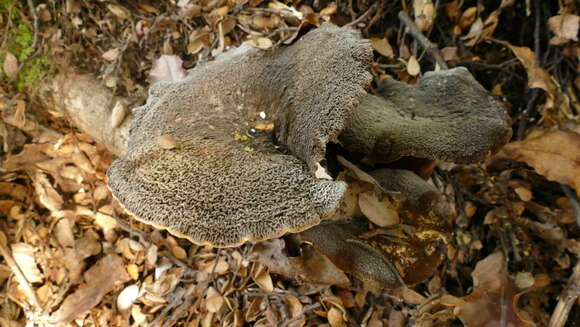 Image of Lactifluus sepiaceus (McNabb) Stubbe 2012