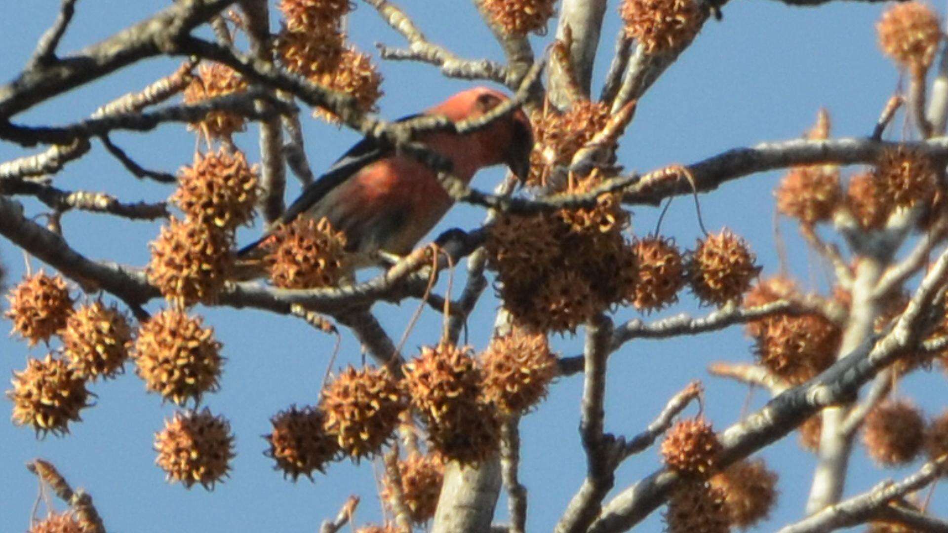 Image of Two-barred Crossbill