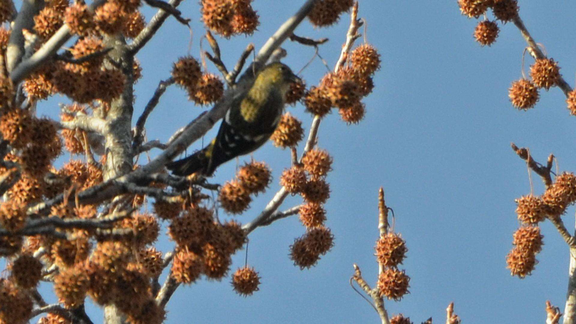 Image of Two-barred Crossbill