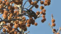 Image of Two-barred Crossbill