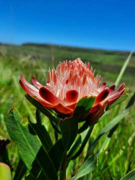 Image of Protea simplex E. Phillips