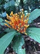 Image of Ixora congesta Roxb.