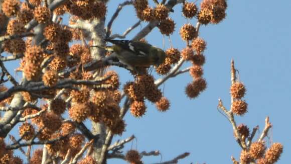 Image of Two-barred Crossbill