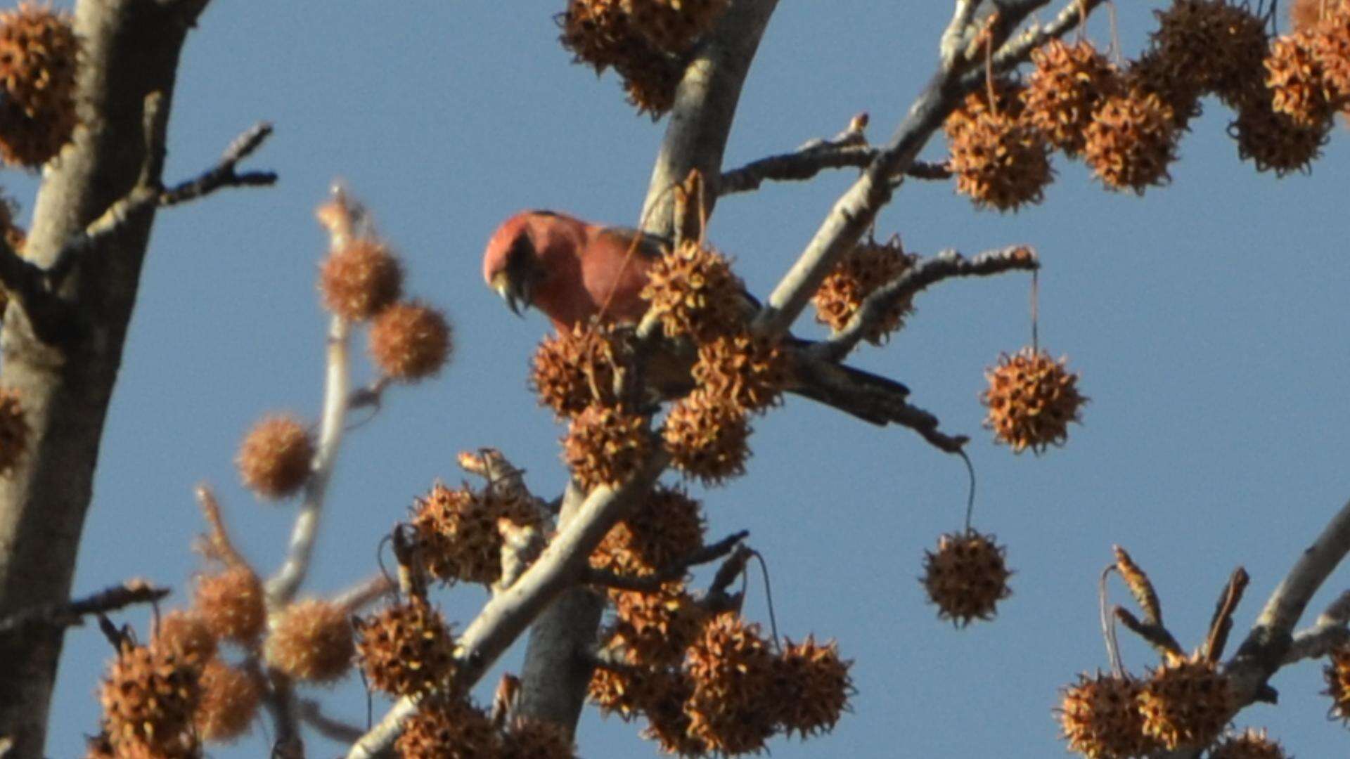 Image of Two-barred Crossbill