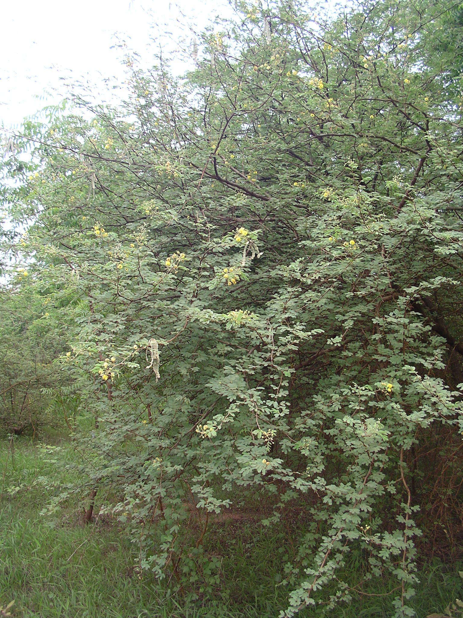 Sivun Vachellia nilotica subsp. adstringens (Schumach. & Thonn.) Kyal. & Boatwr. kuva