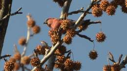 Image of Two-barred Crossbill