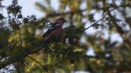 Image of Two-barred Crossbill