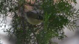 Image of goldcrests and kinglets