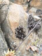 Image of Deuterocohnia chrysantha (Phil.) Mez