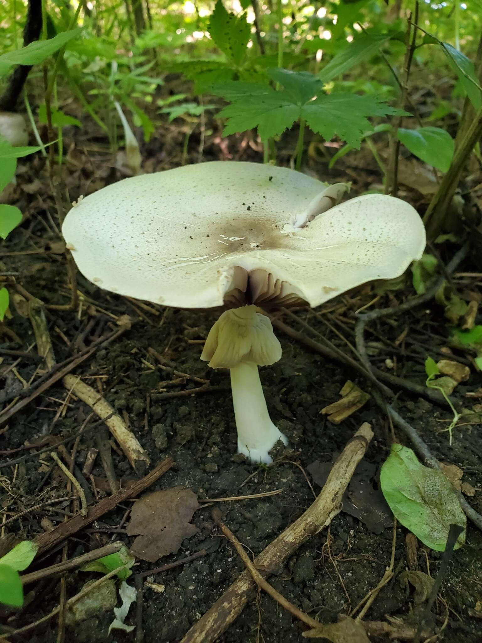 Image of Agaricus leptocaulis Kerrigan 2016