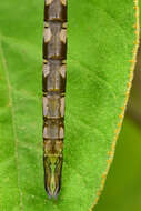 Image of Amazon Darner