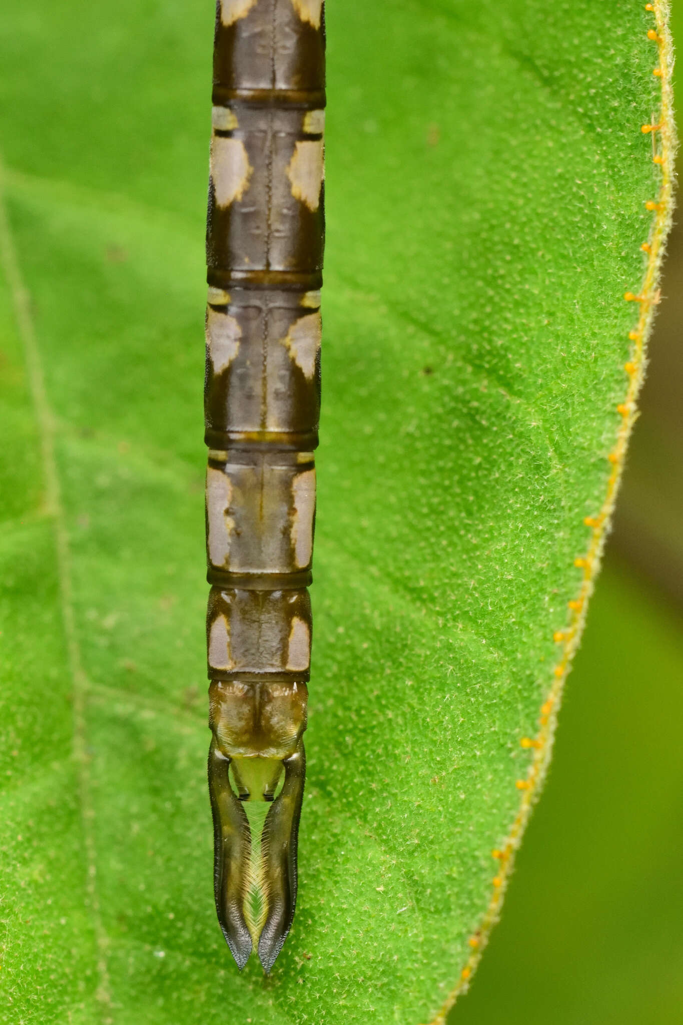 Image of Amazon Darner