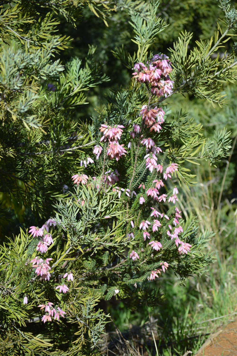 Image of Albertinia Heath