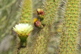 Image of snakecactus